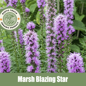 Marsh Blazing Star, Liatris spicata